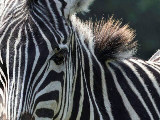 https://icaro.icaromediagroup.com/system/images/photos/15928045/original/open-uri20231210-55-x6y61i?1702239569