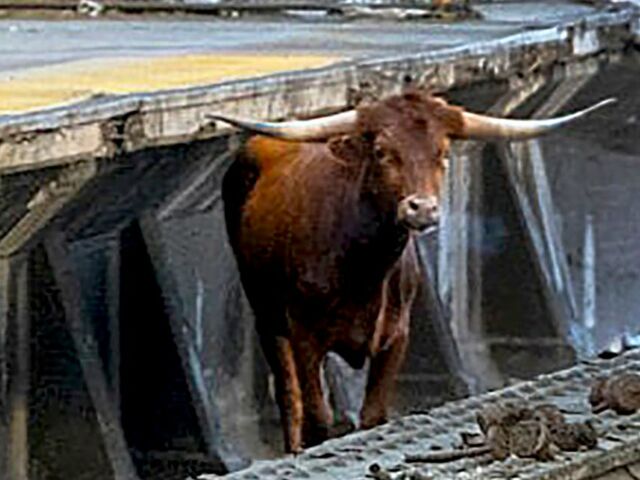 https://icaro.icaromediagroup.com/system/images/photos/15937532/original/open-uri20231214-56-3x370u?1702598003