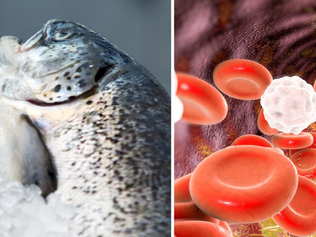 https://icaro.icaromediagroup.com/system/images/photos/16046419/original/open-uri20240209-55-wav04c?1707520528