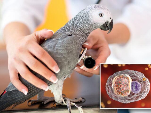 https://icaro.icaromediagroup.com/system/images/photos/16093449/original/open-uri20240306-73-l29d3r?1709762352