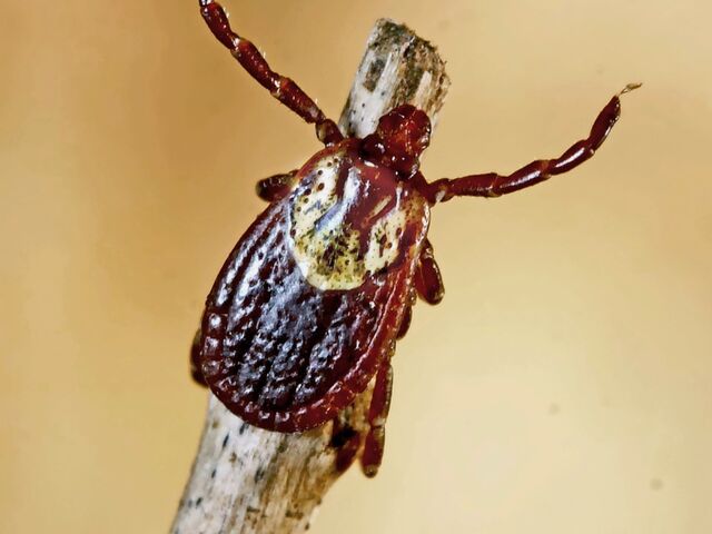 https://icaro.icaromediagroup.com/system/images/photos/16198873/original/open-uri20240504-18-5dvq0v?1714855353