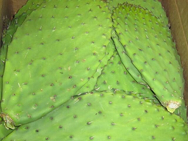 https://icaro.icaromediagroup.com/system/images/photos/16281489/original/open-uri20240703-56-193iplb?1720040492