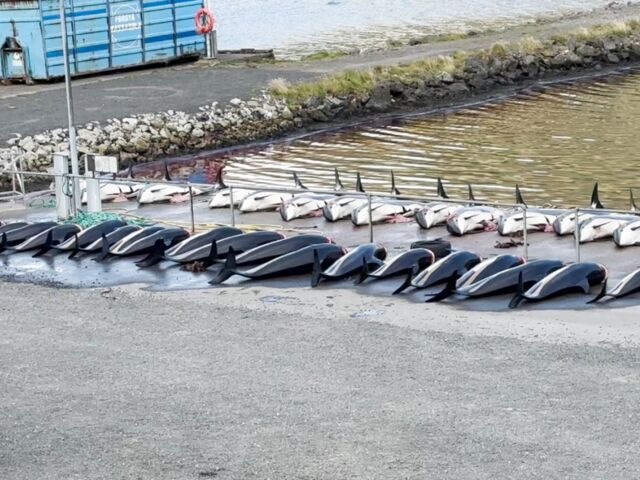https://icaro.icaromediagroup.com/system/images/photos/16346467/original/open-uri20240911-18-10wy4tp?1726086615
