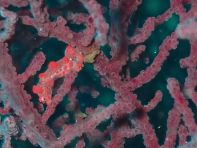 https://icaro.icaromediagroup.com/system/images/photos/16399961/original/open-uri20241116-17-55x785?1731800612